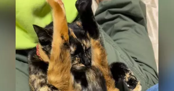 膝の上でくつろぐサビ猫→『驚きのポーズ』で…子供たち爆笑の『まさかの光景』が68万再生「ガラケーになった猫ｗ」「心境を知りたいｗ」