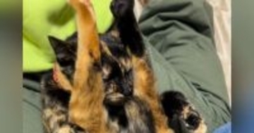 膝の上でくつろぐサビ猫→『驚きのポーズ』で…子供たち爆笑の『まさかの光景』が68万再生「ガラケーになった猫ｗ」「心境を知りたいｗ」