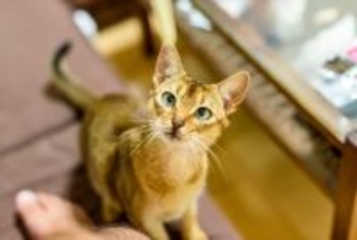 猫がする『甘えている』とは限らない行動4選　勘違いしやすいサインや見極めるポイントもご紹介