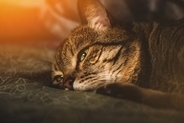 猫の『心が弱っている』ときに表れるサイン3つ　放置してはいけない理由や取るべき対処法