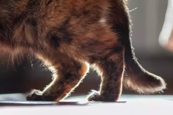 高齢の猫が患いやすい『関節炎』とは？主な原因や症状、予防法も解説