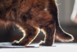 高齢の猫が患いやすい『関節炎』とは？主な原因や症状、予防法も解説