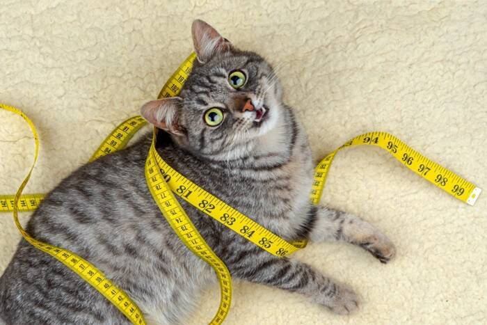 高齢の猫が患いやすい『関節炎』とは？主な原因や症状、予防法も解説