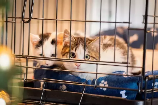 猫を飼うのに『ケージ』は必要なの？　5つの良い点・悪い点から上手な活用法までご紹介