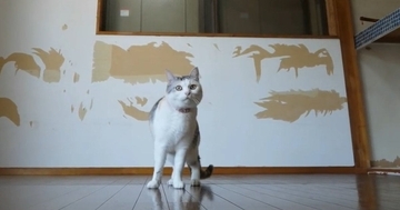 猫たちが集まる『仕事部屋』を作るために…DIYで『ボロボロの廃墟を大改造』した結果…1年半の記録が45万再生「クオリティが高すぎる」