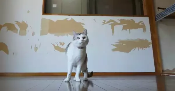 猫たちが集まる『仕事部屋』を作るために…DIYで『ボロボロの廃墟を大改造』した結果…1年半の記録が45万再生「クオリティが高すぎる」