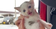 空き家でひとり『鳴き続けていた子猫』を保護→緊急手術をすることになって…涙あふれる『成長記録』が23万再生「大泣きした」「ありがとう」