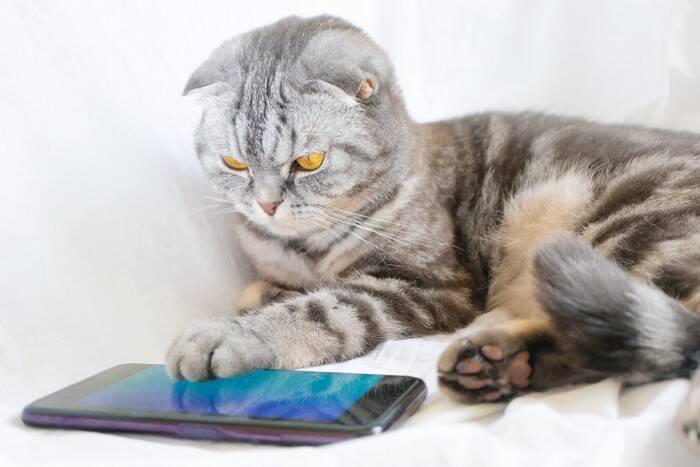 猫を疲れさせる『生活音』3選　苦手に感じる理由や負担を軽減するための対策