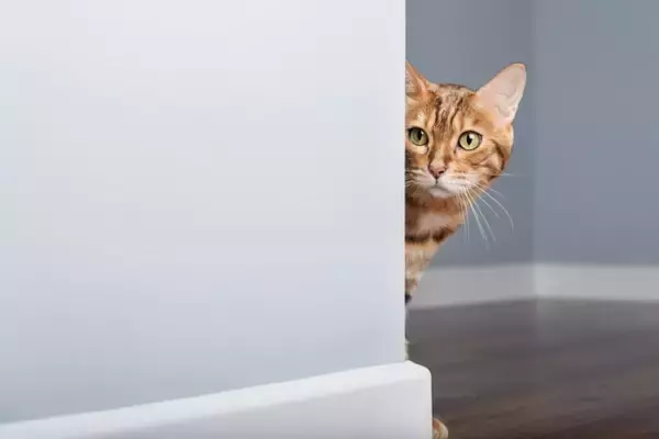 猫が『初対面の人』に対してみせる行動4つ　どんな意味が込められている？上手な応え方までご紹介