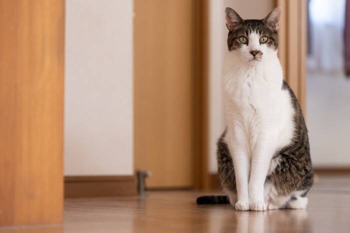 猫が『初対面の人』に対してみせる行動4つ　どんな意味が込められている？上手な応え方までご紹介