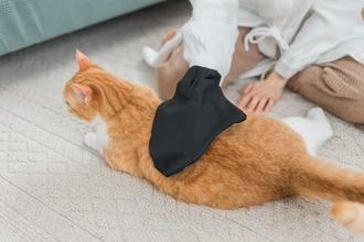 猫の『抜け毛対策』に効果的なグッズ４選　便利な活用術や掃除の負担を減らす工夫もご紹介