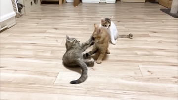 ソファーで先住猫が寝ていたら、4匹の子猫が集まって来て…可愛すぎる『お昼寝タイム』にほっこり「はぁ、かわいい…」「わーキュン死！」の声