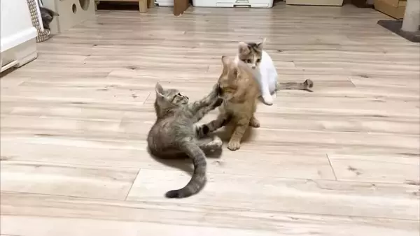 ソファーで先住猫が寝ていたら、4匹の子猫が集まって来て…可愛すぎる『お昼寝タイム』にほっこり「はぁ、かわいい…」「わーキュン死！」の声