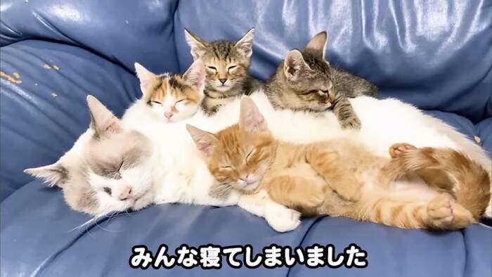 ソファーで先住猫が寝ていたら、4匹の子猫が集まって来て…可愛すぎる『お昼寝タイム』にほっこり「はぁ、かわいい…」「わーキュン死！」の声