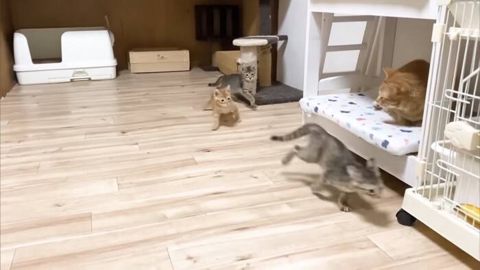 ソファーで先住猫が寝ていたら、4匹の子猫が集まって来て…可愛すぎる『お昼寝タイム』にほっこり「はぁ、かわいい…」「わーキュン死！」の声