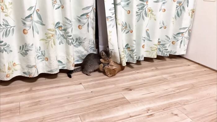 ソファーで先住猫が寝ていたら、4匹の子猫が集まって来て…可愛すぎる『お昼寝タイム』にほっこり「はぁ、かわいい…」「わーキュン死！」の声