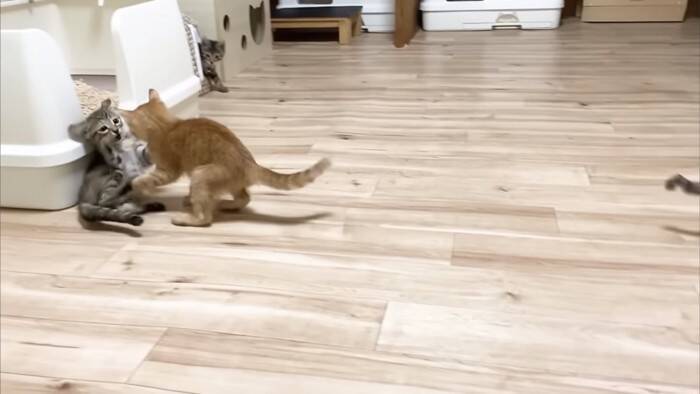 ソファーで先住猫が寝ていたら、4匹の子猫が集まって来て…可愛すぎる『お昼寝タイム』にほっこり「はぁ、かわいい…」「わーキュン死！」の声