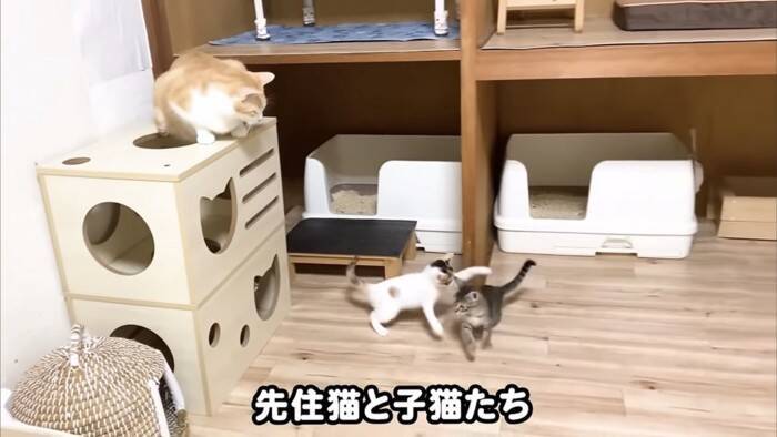ソファーで先住猫が寝ていたら、4匹の子猫が集まって来て…可愛すぎる『お昼寝タイム』にほっこり「はぁ、かわいい…」「わーキュン死！」の声