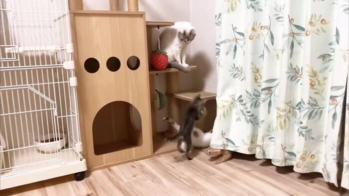 ソファーで先住猫が寝ていたら、4匹の子猫が集まって来て…可愛すぎる『お昼寝タイム』にほっこり「はぁ、かわいい…」「わーキュン死！」の声