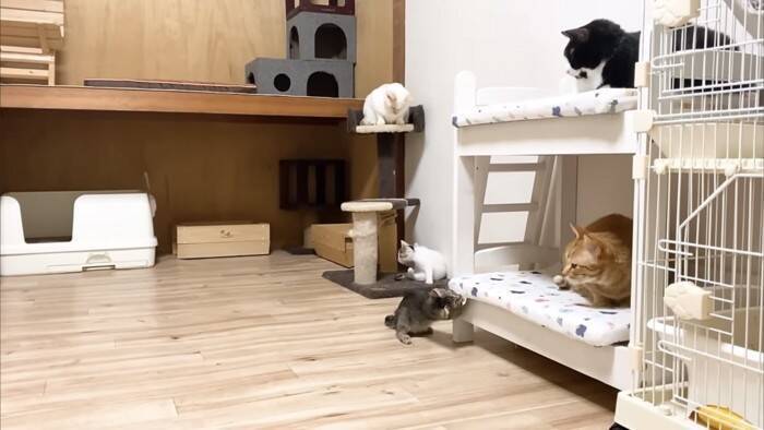ソファーで先住猫が寝ていたら、4匹の子猫が集まって来て…可愛すぎる『お昼寝タイム』にほっこり「はぁ、かわいい…」「わーキュン死！」の声