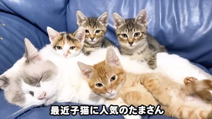 ソファーで先住猫が寝ていたら、4匹の子猫が集まって来て…可愛すぎる『お昼寝タイム』にほっこり「はぁ、かわいい…」「わーキュン死！」の声
