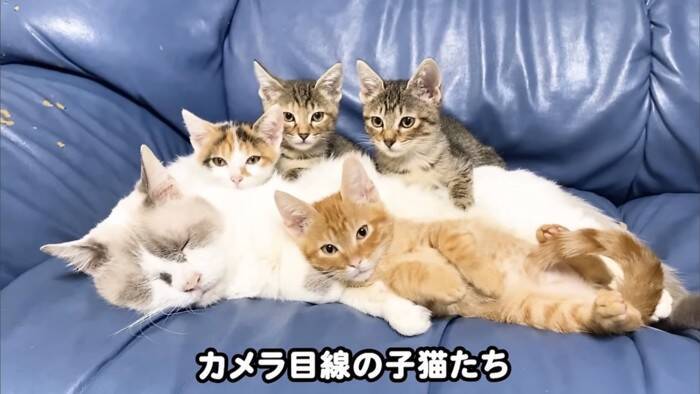 ソファーで先住猫が寝ていたら、4匹の子猫が集まって来て…可愛すぎる『お昼寝タイム』にほっこり「はぁ、かわいい…」「わーキュン死！」の声