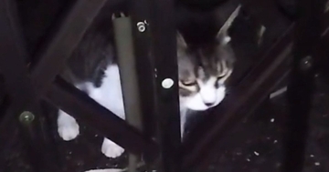 家の外に紐で繋がれ『放置されていた老猫』が保護されて１年…愛情いっぱいにお世話された結果→１５歳の今、猫が見せた『表情』に涙