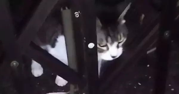 家の外に紐で繋がれ『放置されていた老猫』が保護されて１年…愛情いっぱいにお世話された結果→１５歳の今、猫が見せた『表情』に涙