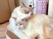 お互いのことが大好きな２匹のネコ→毛づくろいをしようとしたら…あまりにも尊い『ラブラブな日常』に反響「仲間に入りたい」「愛おしい」