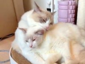 お互いのことが大好きな２匹のネコ→毛づくろいをしようとしたら…あまりにも尊い『ラブラブな日常』に反響「仲間に入りたい」「愛おしい」