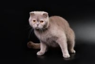 猫の『座り方に違和感』があるときに考えられる病気5つ　見逃せない症状から対処法まで