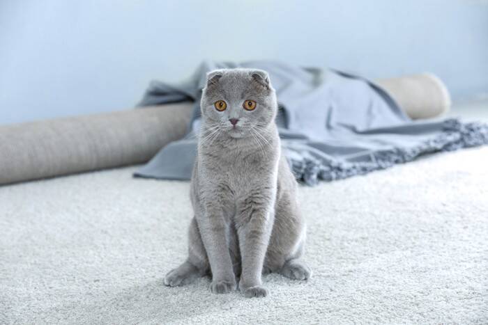 猫の『座り方に違和感』があるときに考えられる病気5つ　見逃せない症状から対処法まで