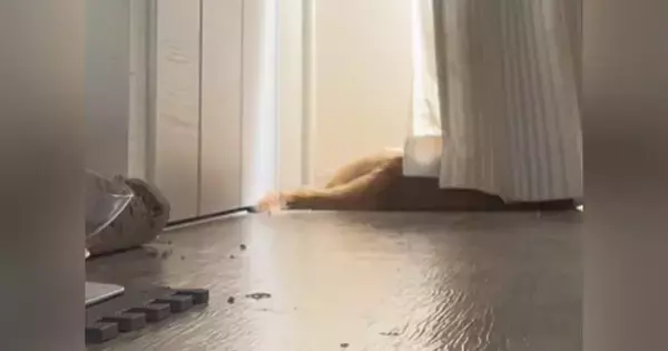 日向ぼっこ中の猫→いつもより早く『飼い主が帰ってきた』結果…気付いた瞬間の反応が可愛すぎると話題「愛おしい」「表情豊かだよね」