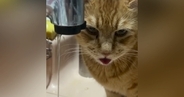 蛇口から出る水を飲もうとした猫→舌を動かすも…思わず笑ってしまう『あと少し』の光景に4万いいね「もう最高にかわいい」「久々に笑えた」