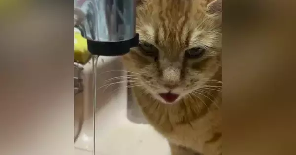 蛇口から出る水を飲もうとした猫→舌を動かすも…思わず笑ってしまう『あと少し』の光景に4万いいね「もう最高にかわいい」「久々に笑えた」