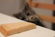 猫に『チーズ』は要注意！NGな種類や誤食した際の応急処置、与える場合の注意点など