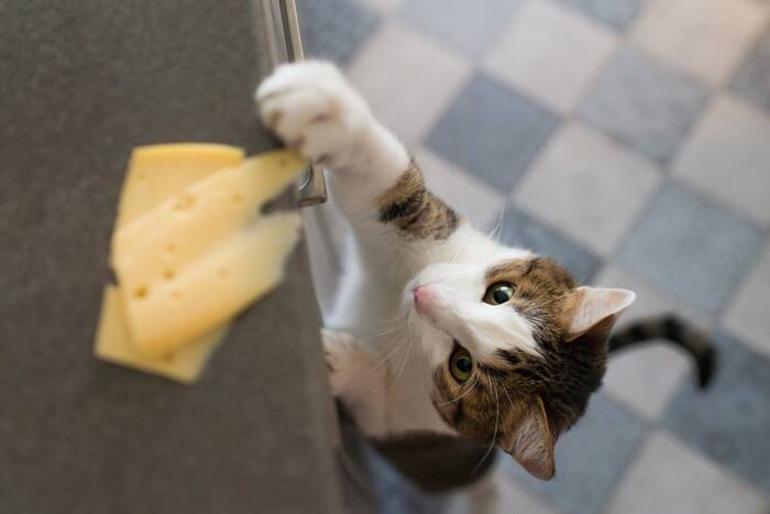 猫に『チーズ』は要注意！NGな種類や誤食した際の応急処置、与える場合の注意点など