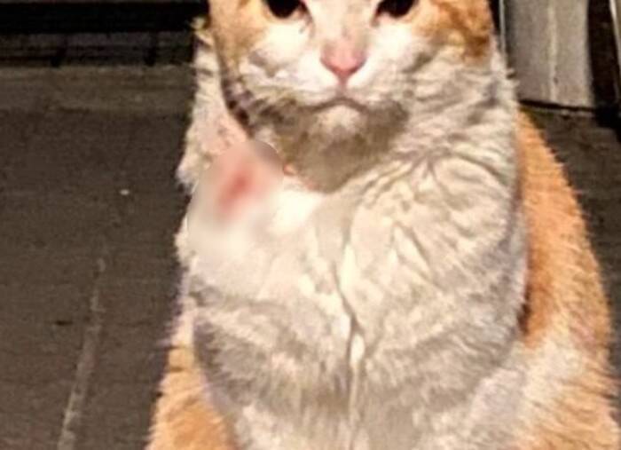 過酷な野良生活を過ごし『傷を負った猫』をお家に迎えた結果…想像を超える『ビフォーアフター』に涙する人続出「本当に良かった」「愛を感じる」