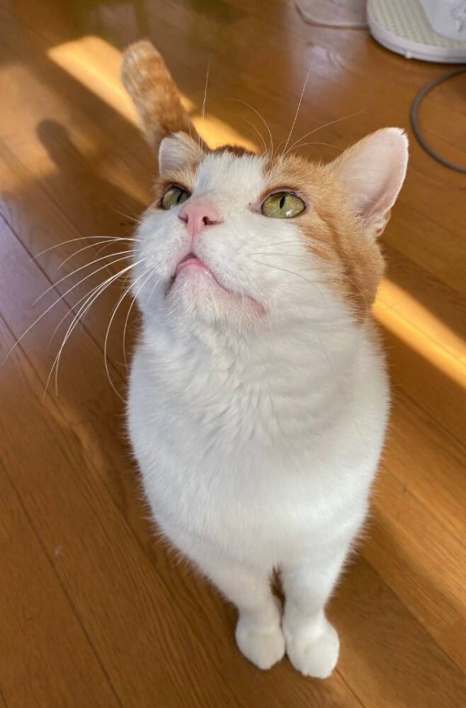 過酷な野良生活を過ごし『傷を負った猫』をお家に迎えた結果…想像を超える『ビフォーアフター』に涙する人続出「本当に良かった」「愛を感じる」