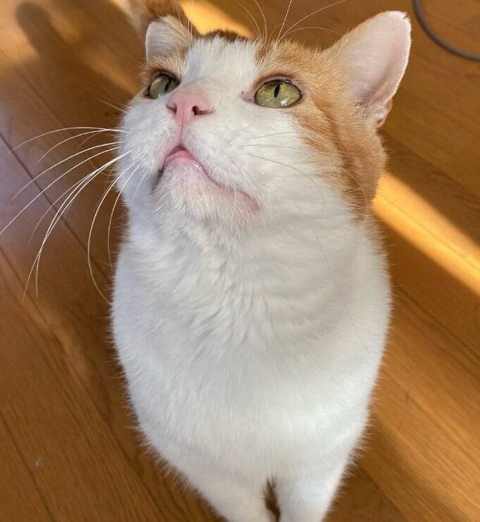 過酷な野良生活を過ごし『傷を負った猫』をお家に迎えた結果…想像を超える『ビフォーアフター』に涙する人続出「本当に良かった」「愛を感じる」