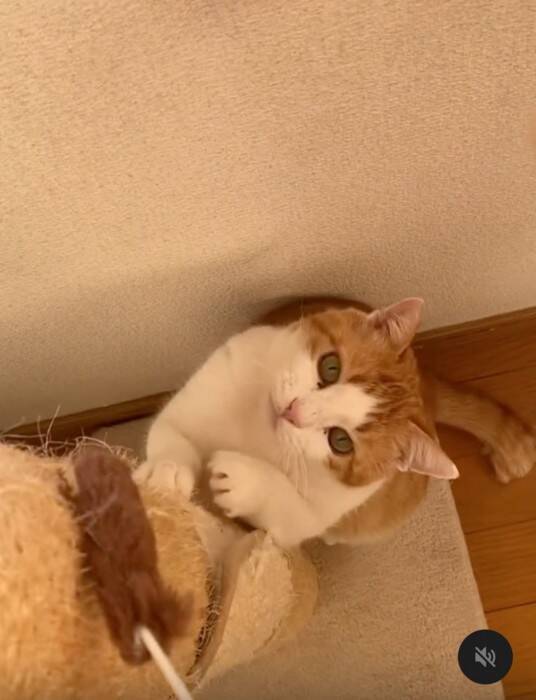 過酷な野良生活を過ごし『傷を負った猫』をお家に迎えた結果…想像を超える『ビフォーアフター』に涙する人続出「本当に良かった」「愛を感じる」