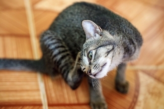 猫の『耳のお手入れ』サボるとどうなる？起こり得る3つのトラブルとケアのコツ