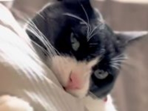 抱っこされるのが好きな白黒ネコ→パパがあやした結果…『まるで孫とおじいちゃんのような様子』に反響「噛まれてるねｗ」「楽しそうやん」