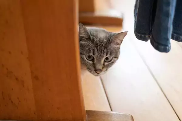 猫が『パニック状態』に陥る瞬間4選　避けるべきNG対応や落ち着かせる方法も