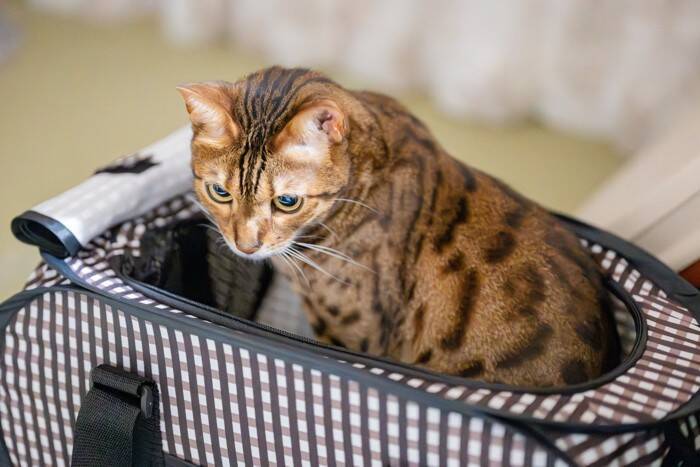 猫が『パニック状態』に陥る瞬間4選　避けるべきNG対応や落ち着かせる方法も