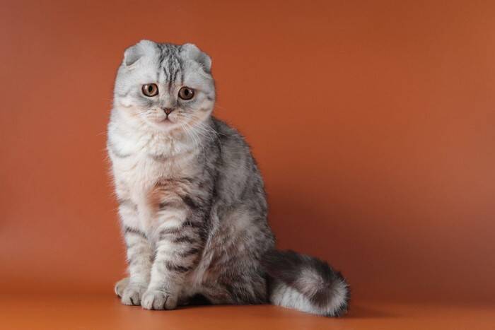 猫が『パニック状態』に陥る瞬間4選　避けるべきNG対応や落ち着かせる方法も