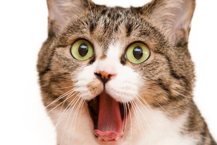 猫が『パニック状態』に陥る瞬間4選　避けるべきNG対応や落ち着かせる方法も