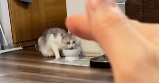 遠くで水を飲んでいる猫に『エアなでなで』してみた結果…198万再生された『尊すぎるリアクション』に「変な声出た」「すごい信頼関係」