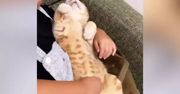 女の子の膝の上で『お腹を出してくつろいでいた猫』→顔を覗いてみると…尊すぎる『お昼寝中の光景』が34万再生「溶けてるｗ」「幸せそう」