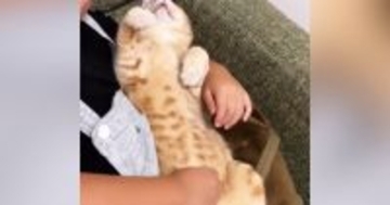 女の子の膝の上で『お腹を出してくつろいでいた猫』→顔を覗いてみると…尊すぎる『お昼寝中の光景』が34万再生「溶けてるｗ」「幸せそう」